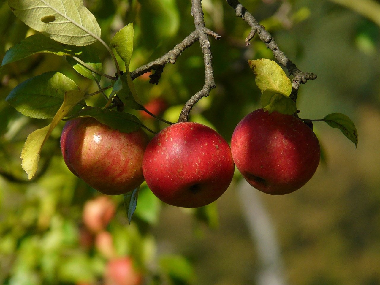 apples hanging from a branch