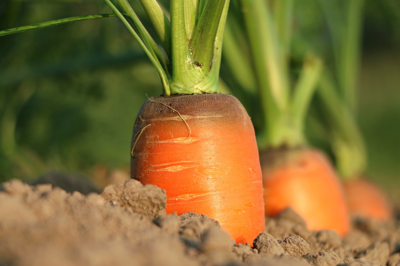 carrots growing out of the soil