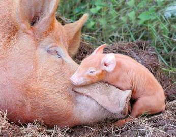 mother pig and her tiny piglet