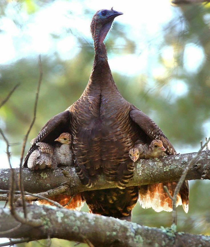 mother turkey protects her babies under her wings