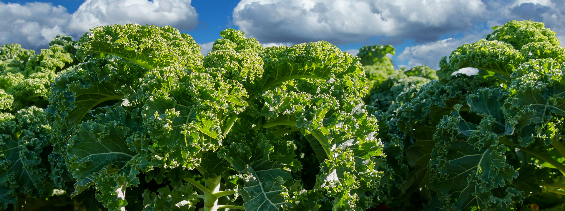 Field of kale against the sky