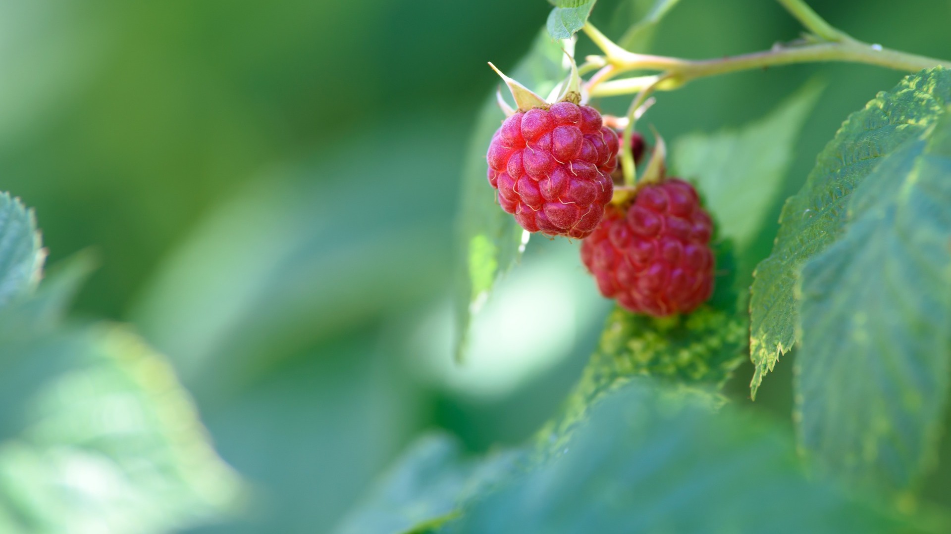 raspberries growing on vine