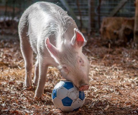 pig playing with a soccer ball