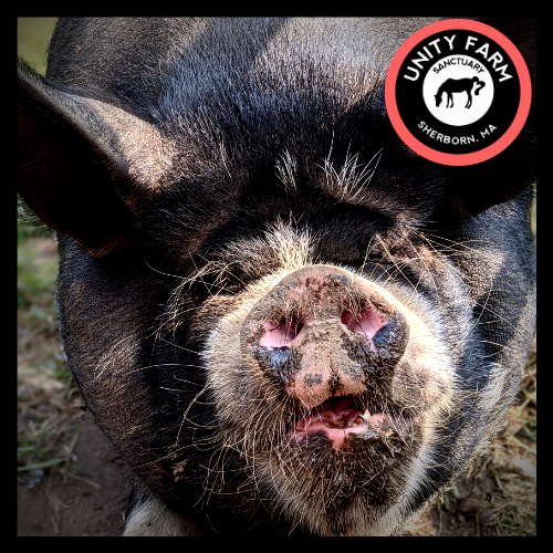 A pig and a logo for Unity Farm Sanctuary