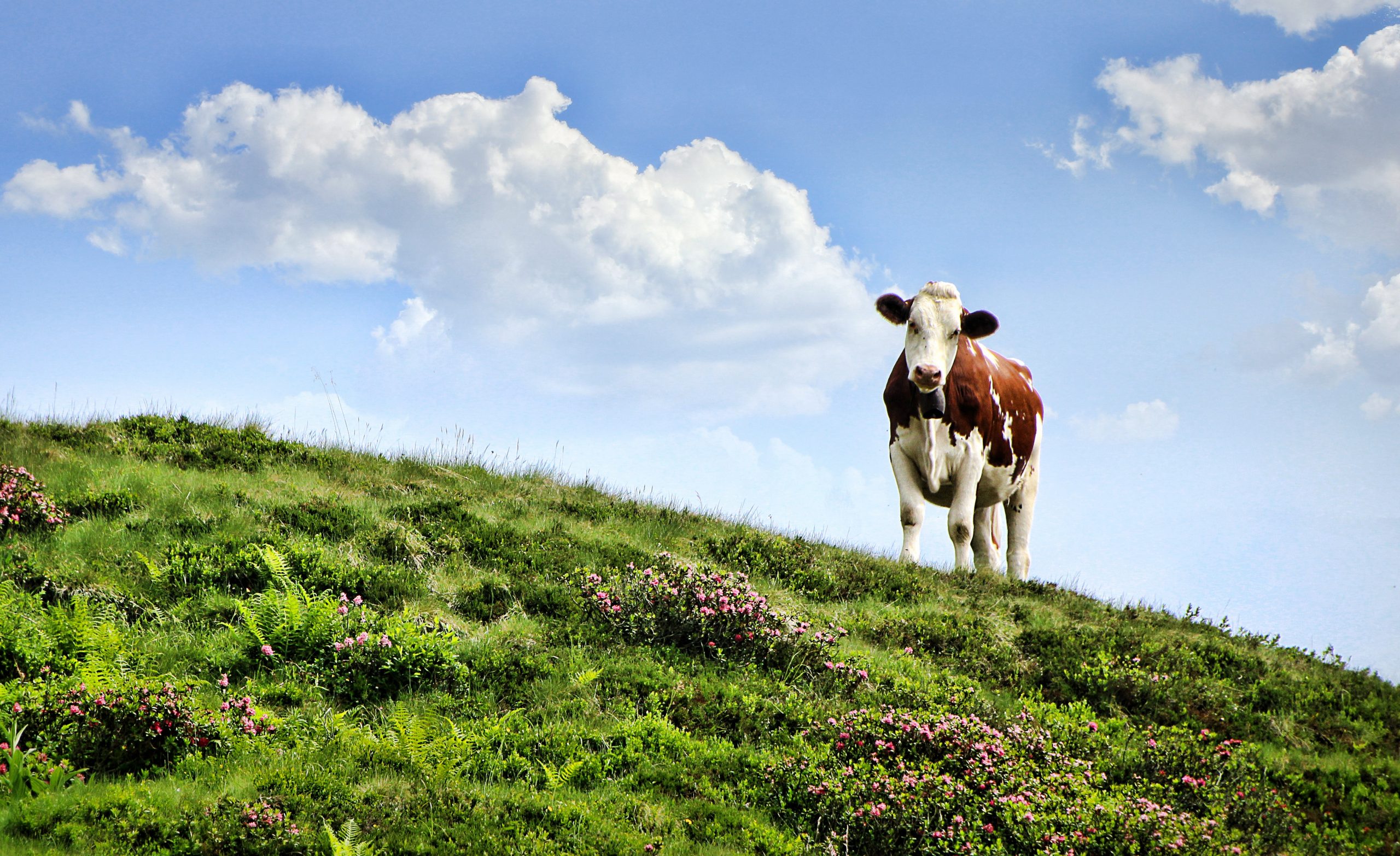 cow in pasture looking at viewer