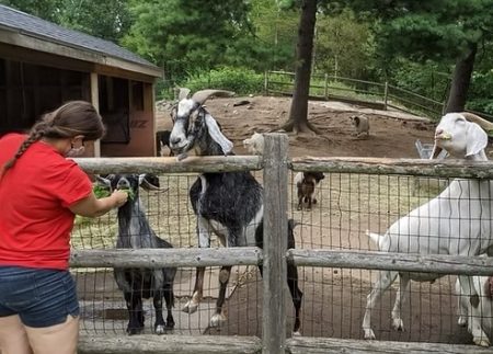 goats at a sanctuary