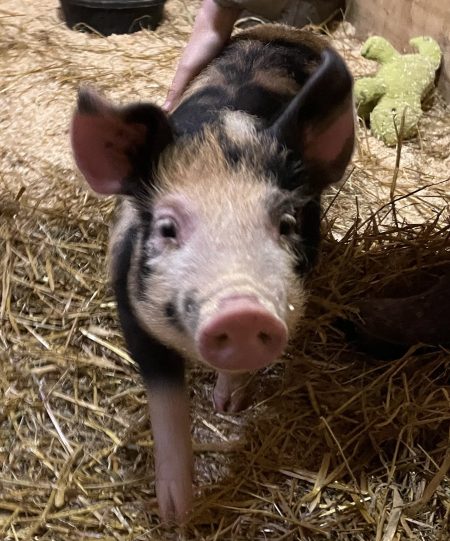 pig on a farm