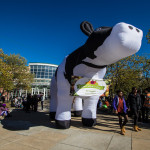 giant inflatable cow at Boston Veg Food Fest 2019